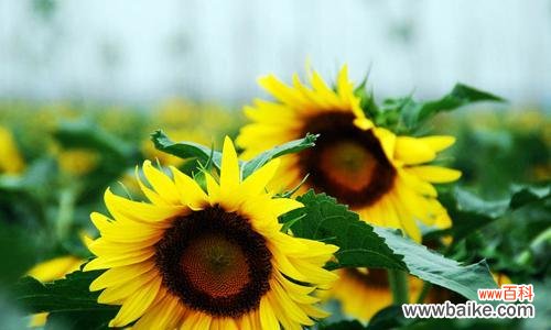 以太阳花 以太阳花唯美花语，传递爱与希望的力量