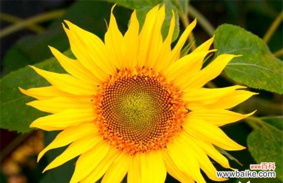 以太阳花 以太阳花唯美花语，传递爱与希望的力量