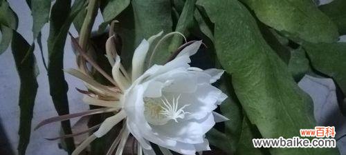 昙花花语的深层含义解析 昙花花语的象征与寓意