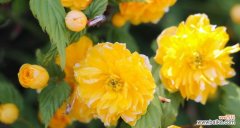 唤起生命之美的花朵——以棠棣花的意义与传承 以棠棣花的象征意义