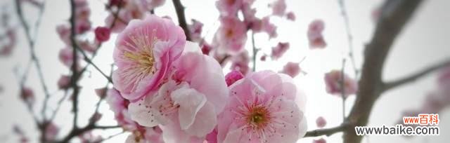 揭示桃花的浪漫与吉祥 桃花的花语与象征意义