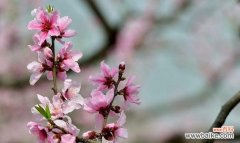 揭示桃花的浪漫与吉祥 桃花的花语与象征意义