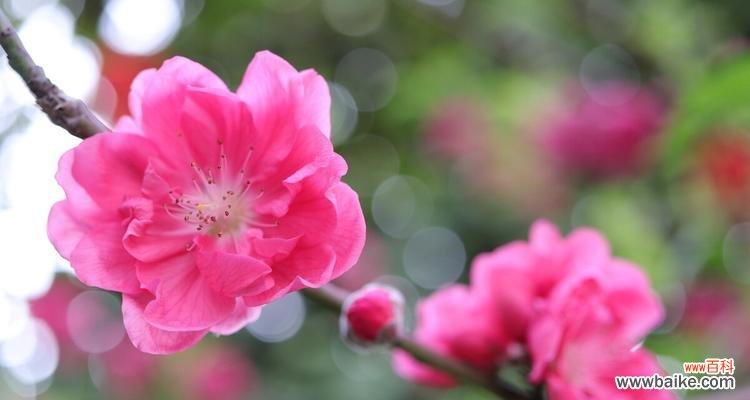 揭示桃花的浪漫与吉祥 桃花的花语与象征意义