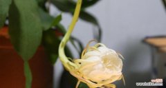 探寻昙花花语的意义和表达方式 昙花花语的奇妙寓意