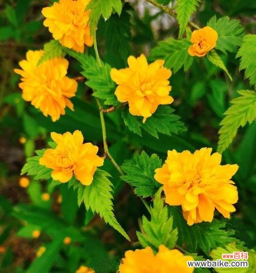 寓意深远 棠棣花