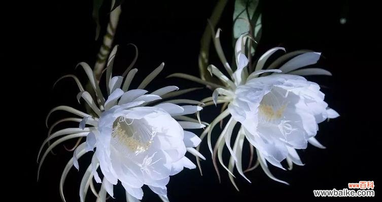 探索昙花的美丽 昙花之美