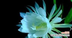 探索昙花的美丽 昙花之美