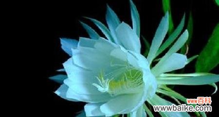 探索昙花的美丽 昙花之美