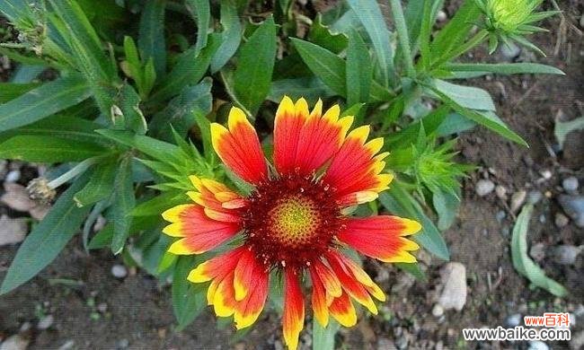 探寻天人菊的神秘花语与象征意义 天人菊花语与意义