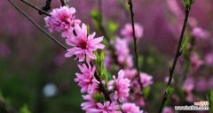 桃花 桃花的寓意与象征在古代的意义