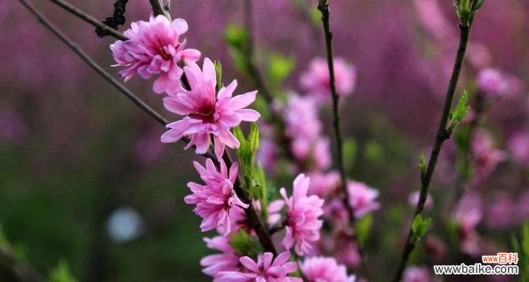 桃花 桃花的寓意与象征在古代的意义