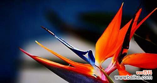 探寻天堂鸟花语的深层含义 天堂鸟花语之美——花开如诗，寄托着爱的语言