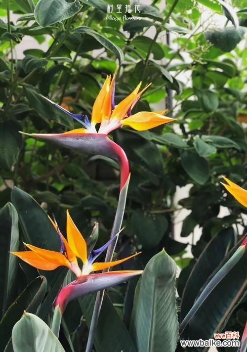 探寻天堂鸟花语的深层含义 天堂鸟花语之美——花开如诗，寄托着爱的语言