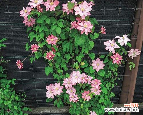 探寻铁线莲花所传达的信息和情感 铁线莲花的花语及其意义解析