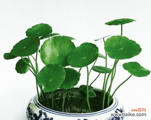 揭秘铜钱草的象征意义和传达的信息 铜钱草的寓意和花语