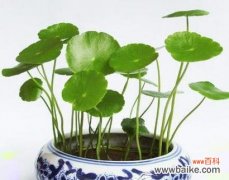 揭秘铜钱草的象征意义和传达的信息 铜钱草的寓意和花语