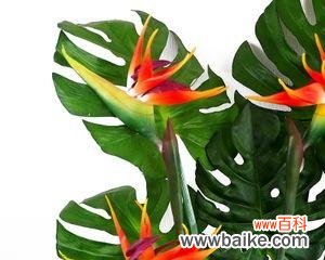 探索生命与美的奥秘 天堂鸟花的寓意与生命哲学