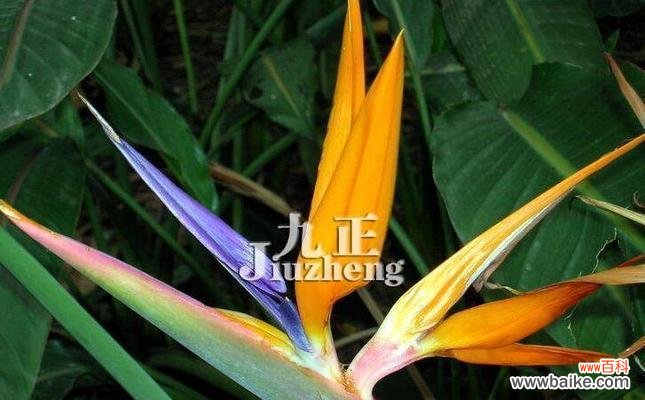 探索生命与美的奥秘 天堂鸟花的寓意与生命哲学