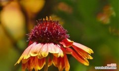 揭示天人菊花语的意义与传承 天人菊花语——寓意深远的花语之美