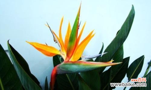 探寻天堂鸟的内涵与象征意义 天堂鸟