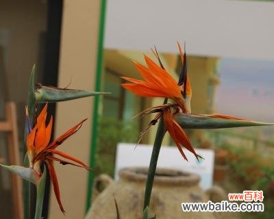 探寻天堂鸟的内涵与象征意义 天堂鸟