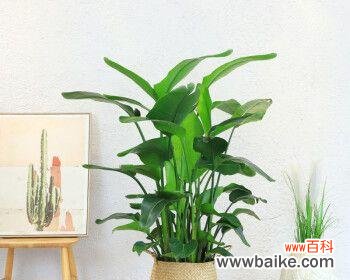 探寻天堂鸟的内涵与象征意义 天堂鸟