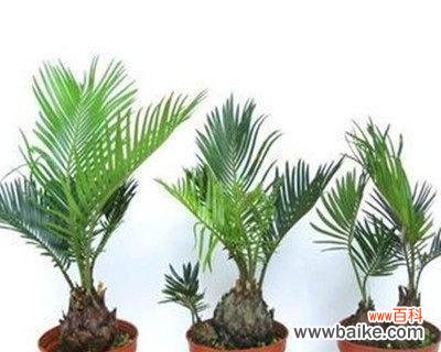 揭示铁树花语的奥秘 铁树花语