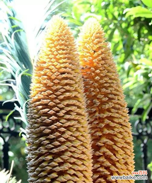 揭示铁树花语的奥秘 铁树花语