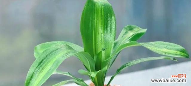 揭示铁树花语的奥秘 铁树花语