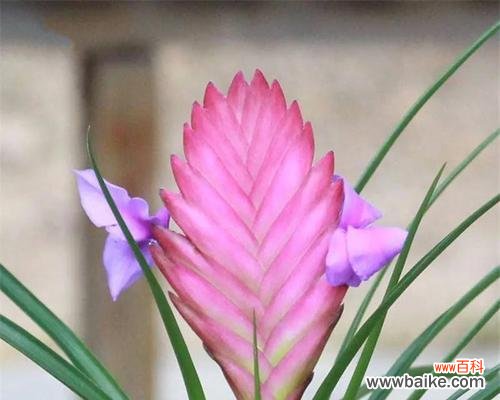 探寻铁兰的秘密之花语 铁兰的花语与意义