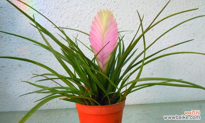 探寻铁兰的秘密之花语 铁兰的花语与意义