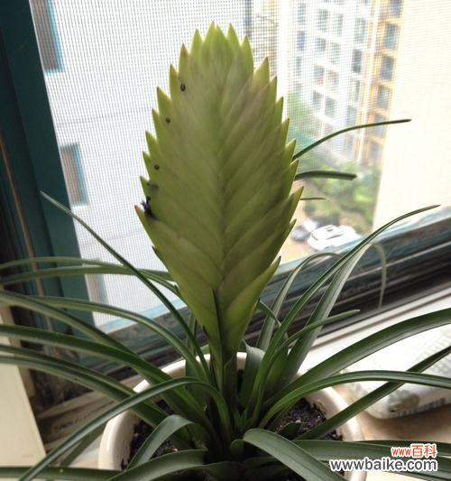 探寻铁兰的秘密之花语 铁兰的花语与意义