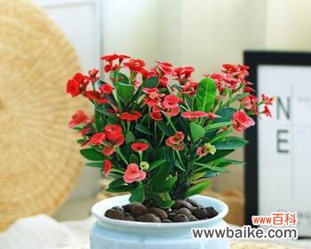 花中坚毅与生命之美 铁海棠的寓意与象征风水