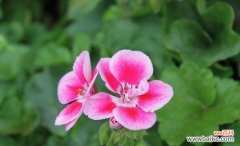 揭开天竺葵花的神秘面纱 天竺葵花语的象征与寓意