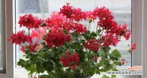 揭开天竺葵花的神秘面纱 天竺葵花语的象征与寓意