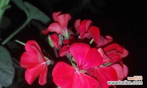 探寻天竺葵花语的意义和历史渊源 天竺葵花语与来历