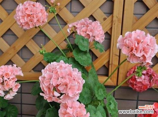 揭示花草的情感语言 天竺葵的花语