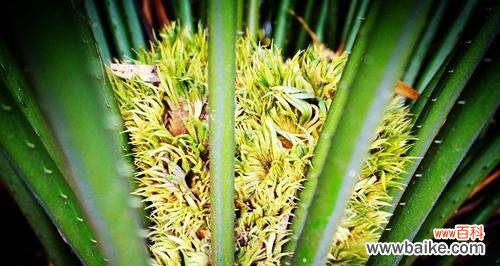 铁树开花 奇迹的开花——以铁树开花的意义与象征