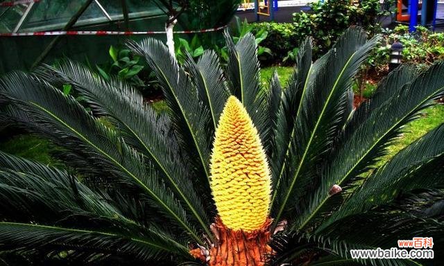 铁树开花 奇迹的开花——以铁树开花的意义与象征