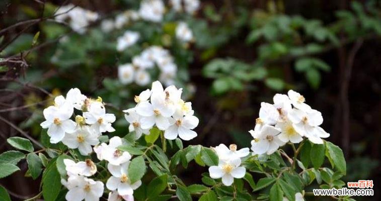 荼蘼花 荼蘼花的寓意与象征