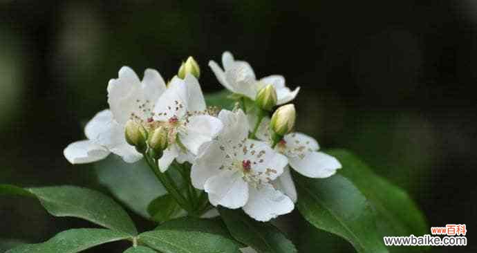 荼蘼花 荼蘼花的寓意与象征