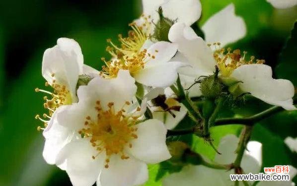 荼蘼花 荼蘼花的寓意与象征