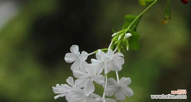 用荼蘼花语解读深情的誓言 荼蘼花语