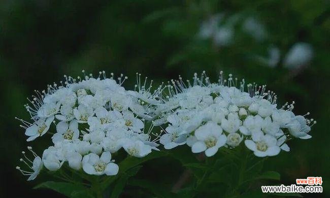 揭开荼蘼花的花语之谜 荼蘼花语——爱情永恒