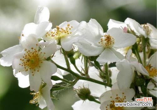 揭开荼蘼花的花语之谜 荼蘼花语——爱情永恒