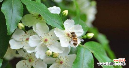 探寻荼蘼花的神秘与美丽 荼蘼花的传说和花语