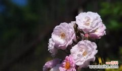 花开的意义与美丽的等待 荼蘼