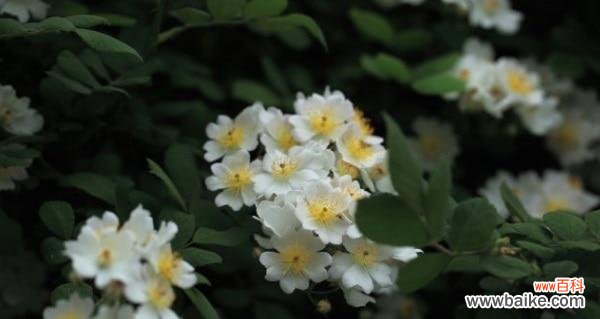 传递无尽的爱与思念 荼蘼花语与象征