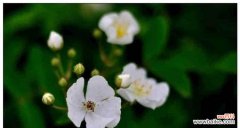 传递无尽的爱与思念 荼蘼花语与象征