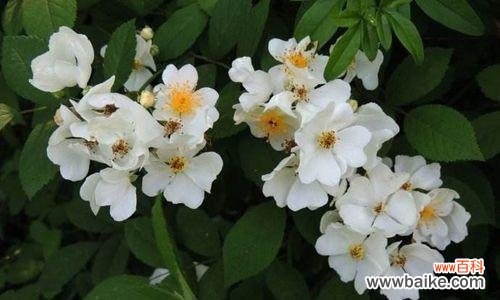 传递无尽的爱与思念 荼蘼花语与象征